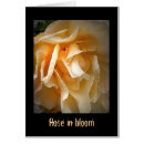 Search for dead rose Flowers