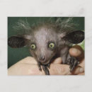 Search for big ears postcards Animals
