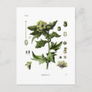 Search for niger postcards Floral