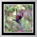 Search for widow art Nature