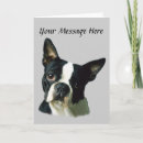 Search for boston terrier birthday Bostons