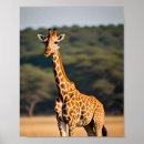 Search for tall giraffe posters Animal