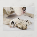 Search for harlequin great dane Animal