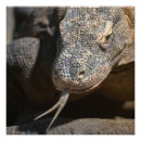 Search for komodo dragon posters Wildlife