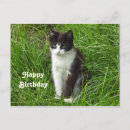 Search for tux kitten cards Cat