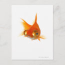 Search for big eye postcards Animal