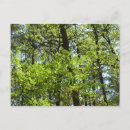 Search for spring leaves postcards Nature