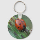 Search for ladybug key rings Wildlife