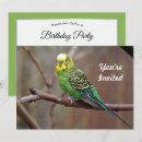 Search for parakeet invitations Budgie