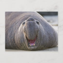 Search for body shape postcards Humour