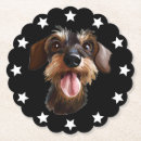 Search for dachshund kitchen dining Wirehaired