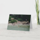 Search for attracts cards Photography