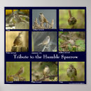 Search for sparrows posters Wildlife