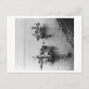 Search for chow chows postcards China