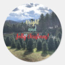Search for pine tree stickers Bright