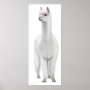 Search for white llama posters Alpaca