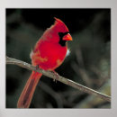 Search for perching bird posters Songbird