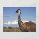 Search for westmorland postcards Exotic