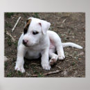 Search for pit bull puppy posters Terrier