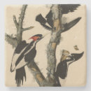 Search for bill coasters Bird