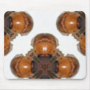 Search for june bug Nature