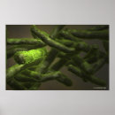 Search for tuberculosis posters Bacterium