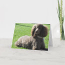 Search for standard poodle cards Puppy