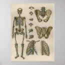 Search for rib bone art Medical