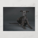 Search for pedigree cards invites Dog