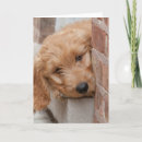 Search for peek cards Animal