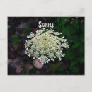 Search for lace postcards Wildflower