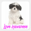Search for havanese stickers Puppy