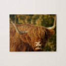 Search for highland cattle puzzles Calf