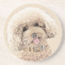 Search for poodle coasters Puppy