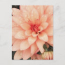 Search for pink note postcards Flowers