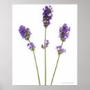 Search for english flowers posters Nature