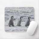 Search for antarctic electronics Bird