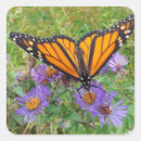 Search for butterfly photo stickers Butterflies