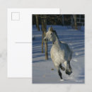 Search for dapple grey Snow