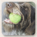 Search for bite coasters Dog