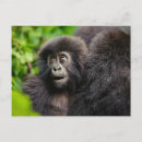 Search for mountain gorillas postcards Animal