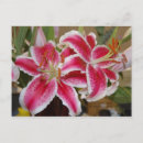 Search for fragrant postcards Pink