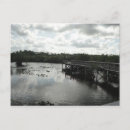 Search for everglades Alligators