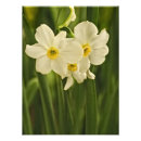 Search for daffodils pictures posters Blossom