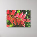 Search for sumac Red