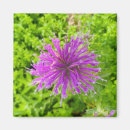 Search for burst magnets Purple