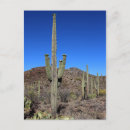 Search for saguaro cactus postcards Cacti