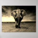 Search for black and white elephant posters Safari