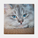 Search for cat eye magnets Beautiful