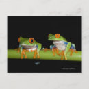 Search for tree frog postcards Studio shot